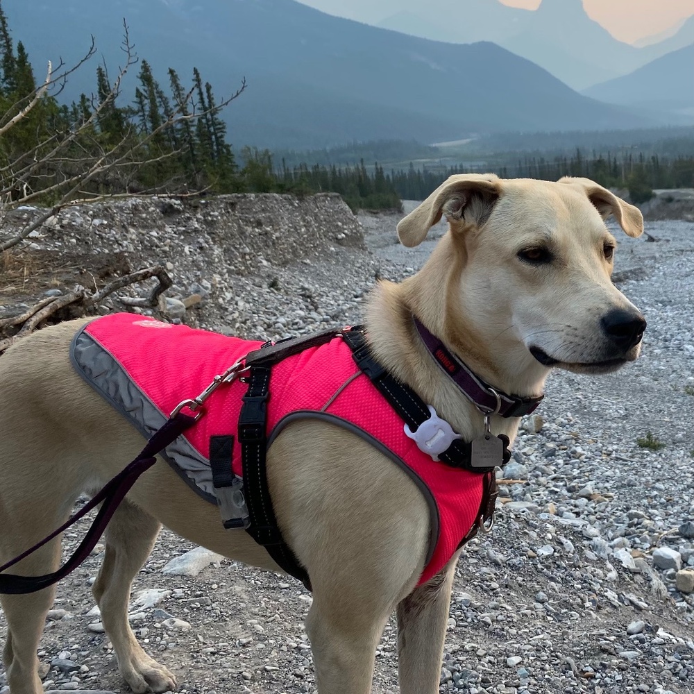 Chill Seeker Dog Cooling Vest (Canada Pooch)